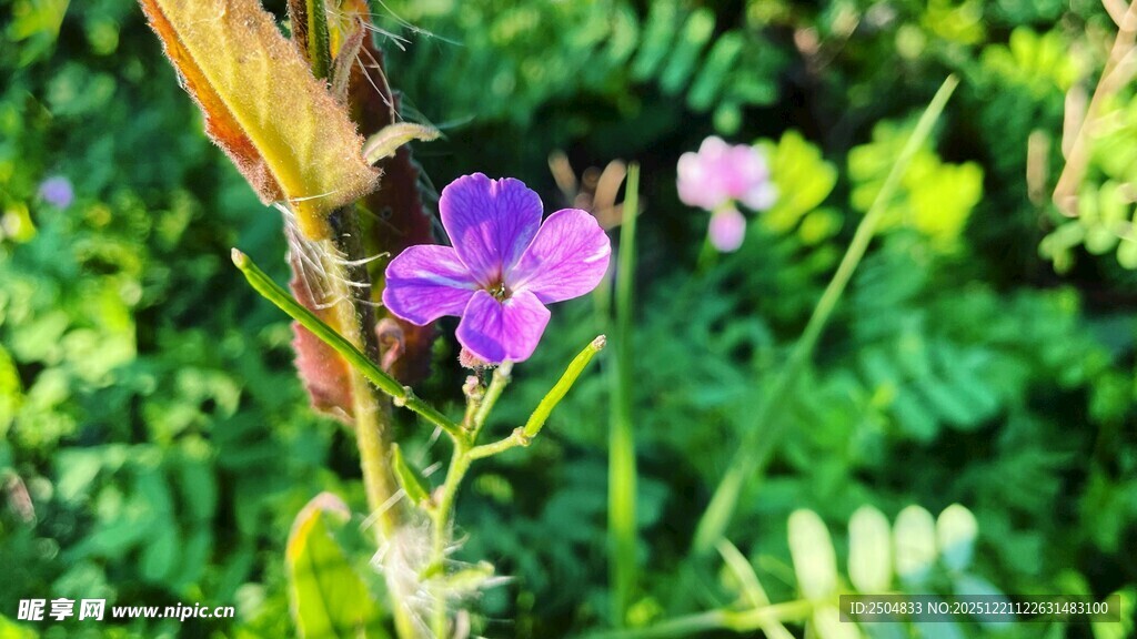 紫色小花绽放于绿意间