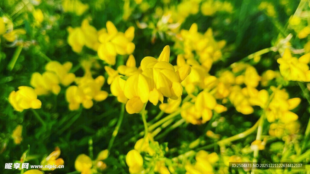 金黄灿烂的美丽油菜花