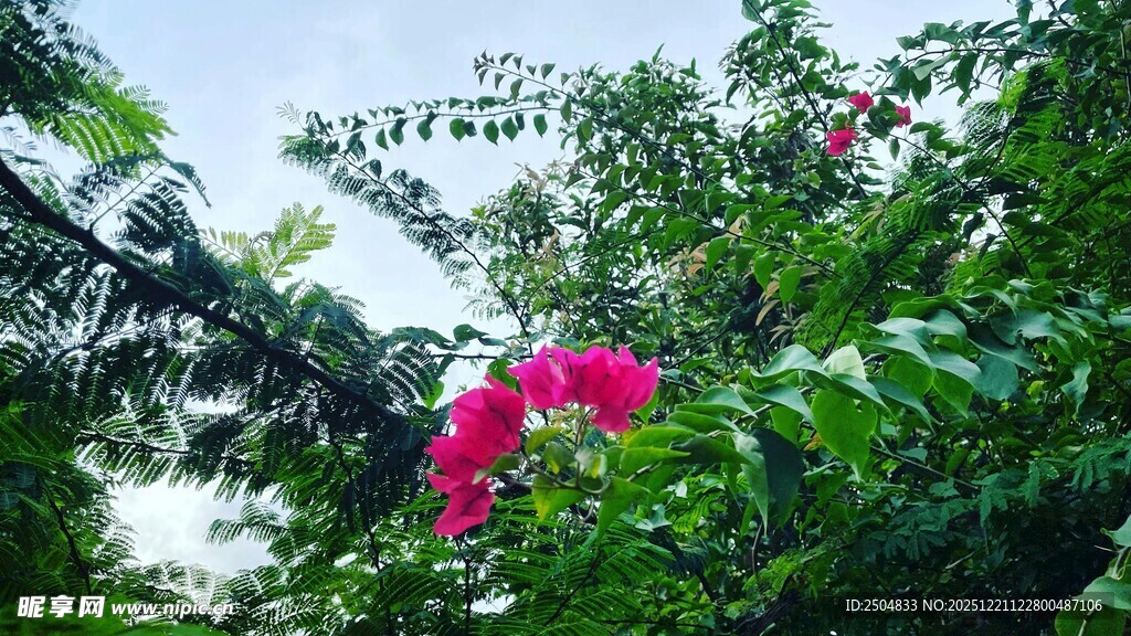 绿叶丛中绽放的艳丽花朵