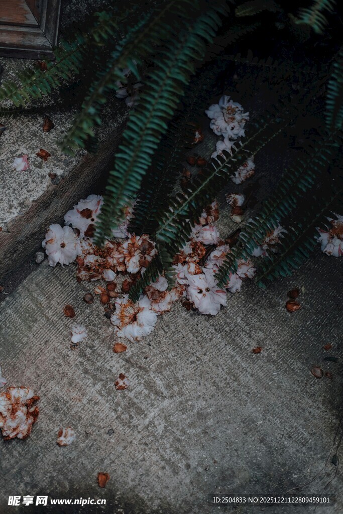 落花铺地的静谧角落