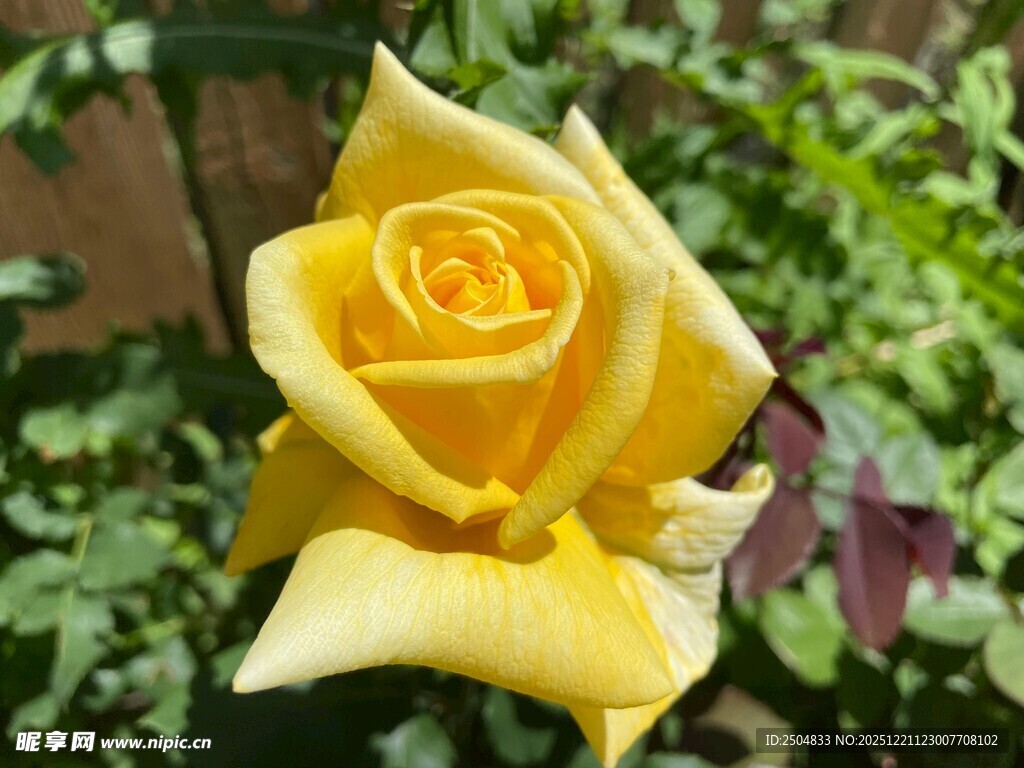 娇艳黄玫瑰绽放于绿叶间