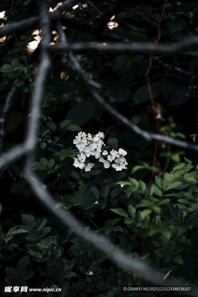 绿叶丛中的白色小花