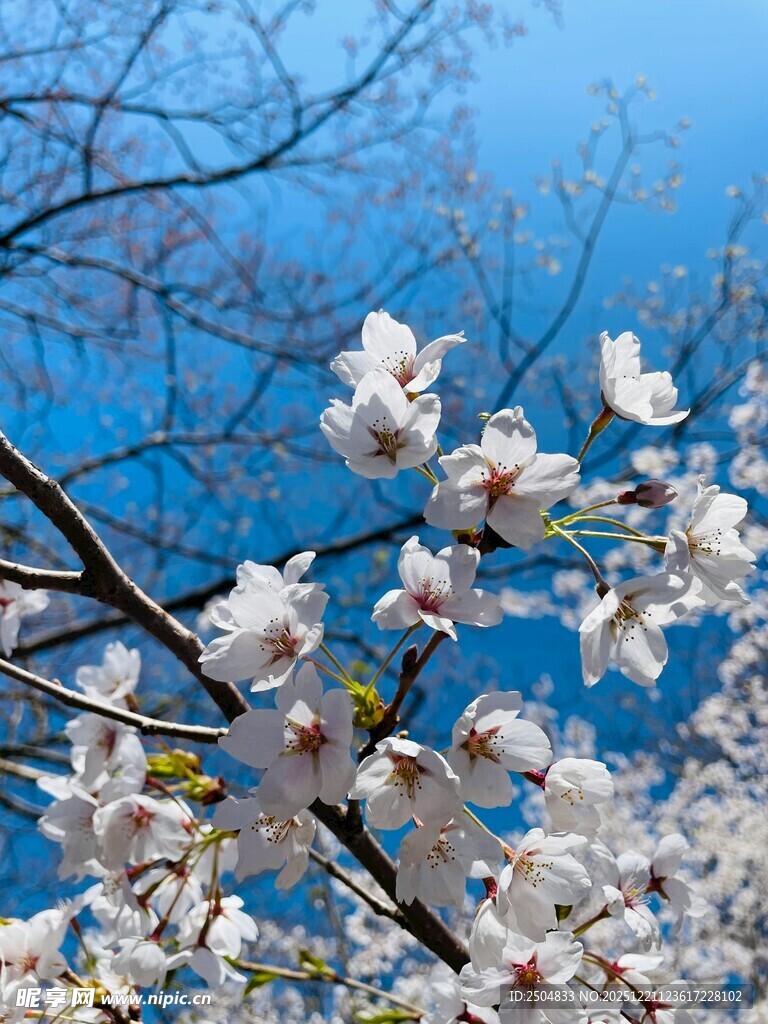 蓝天映衬下的烂漫樱花