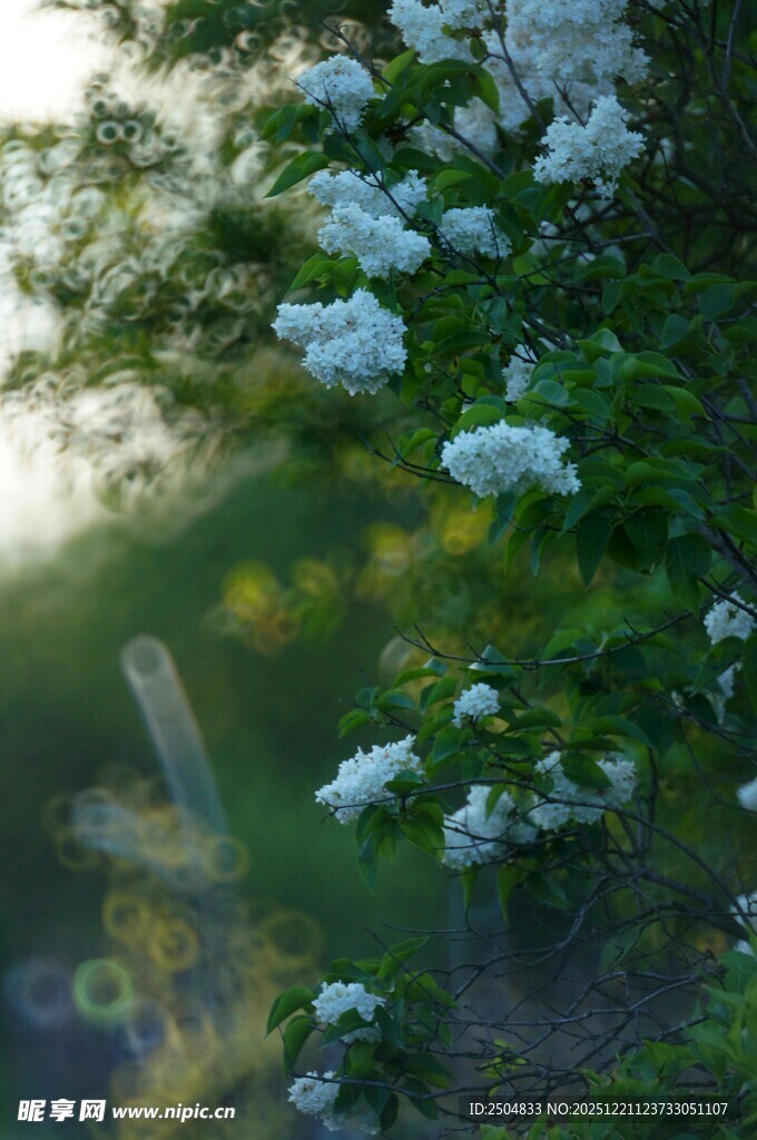 春日繁花盛开的美丽景象