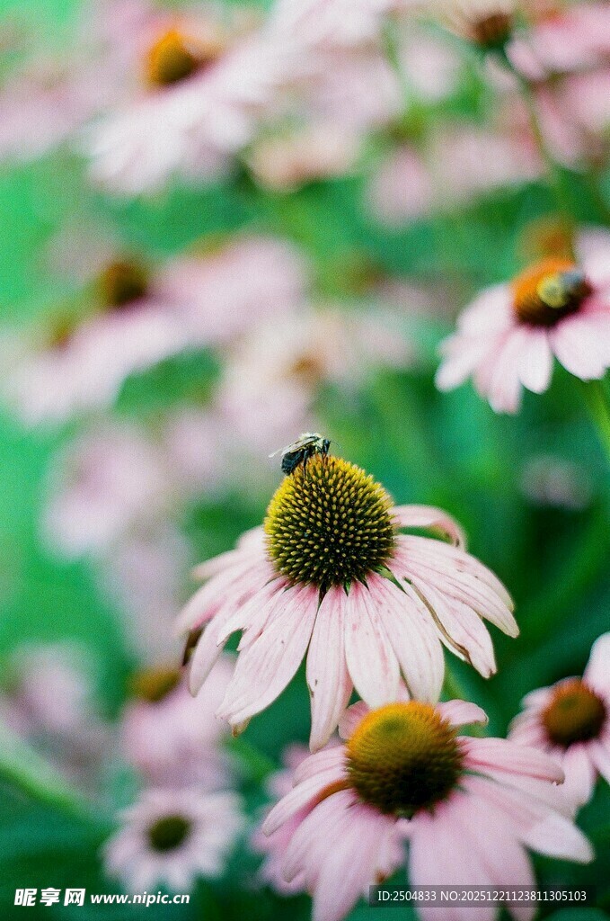 美丽紫锥菊绽放