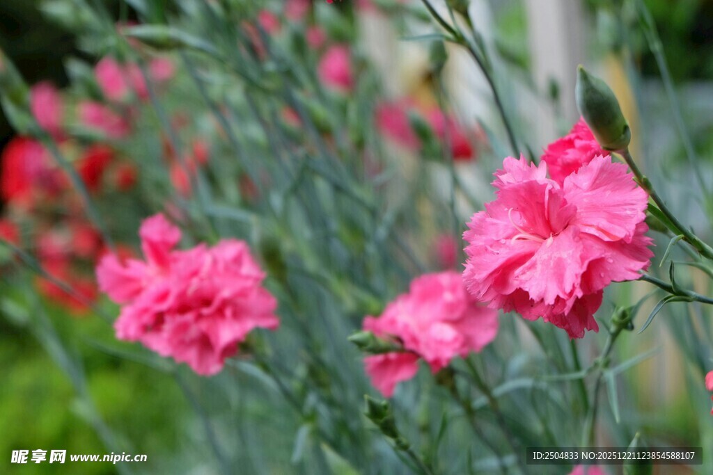 娇艳粉色石竹花绽放
