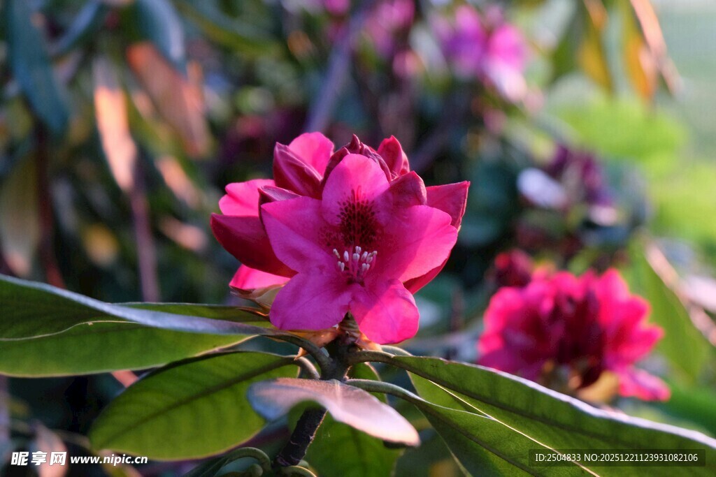 娇艳欲滴的粉色杜鹃花