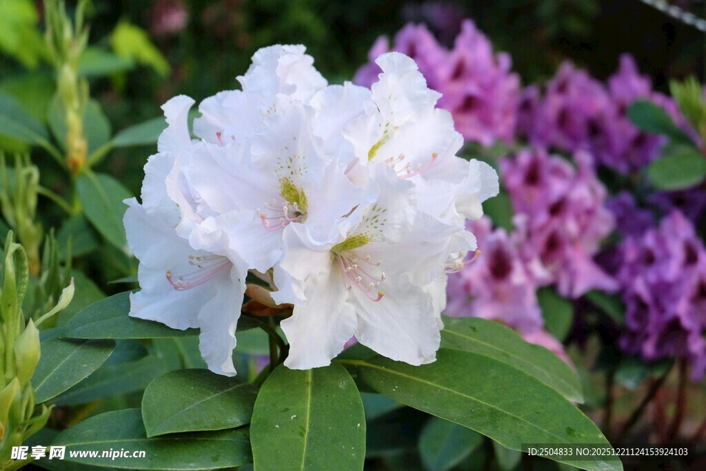 白色杜鹃绽放绿叶间