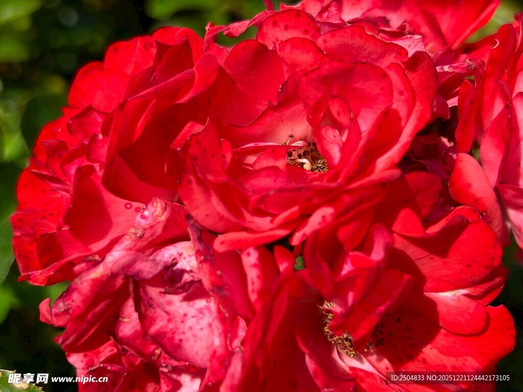 娇艳红玫瑰特写