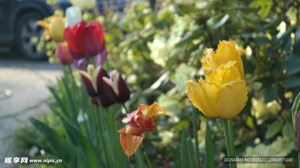 多彩郁金香绽放于花丛