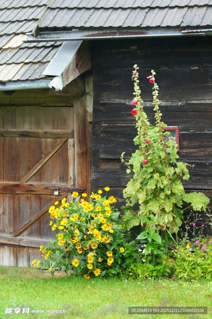 木屋旁的缤纷花草