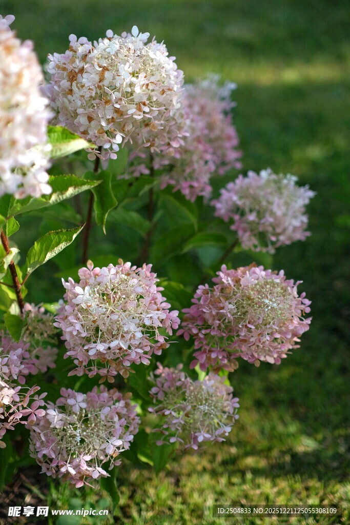 粉紫色绣球花绽放美景