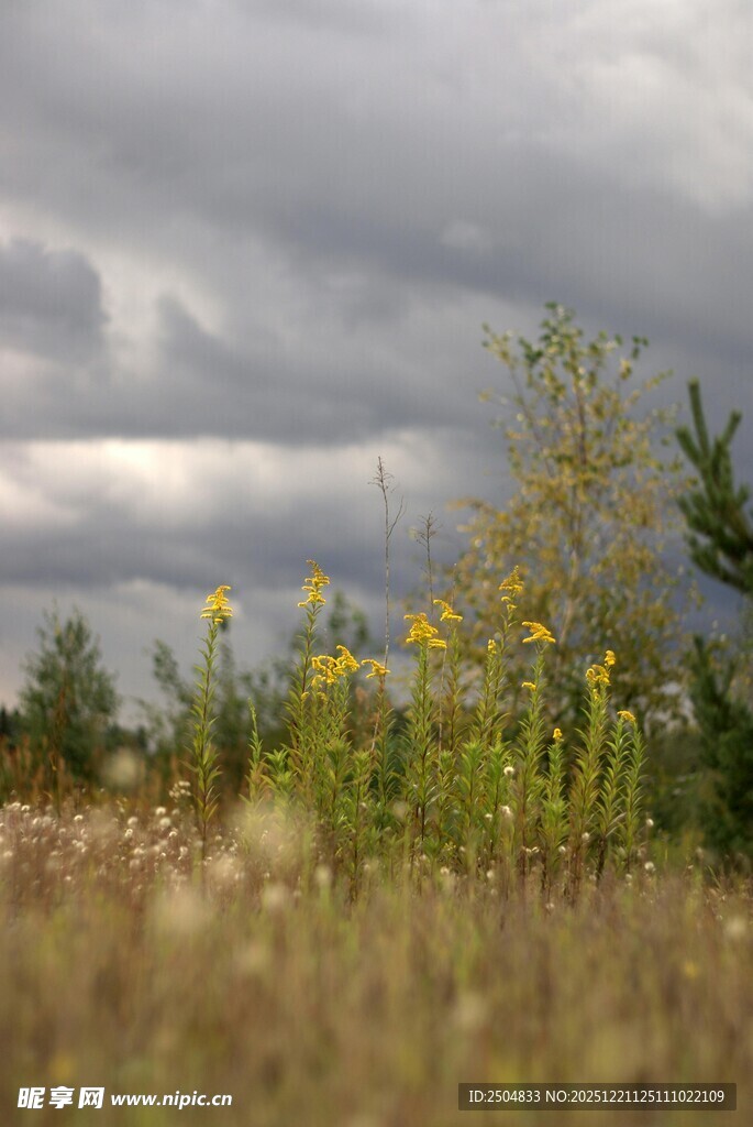 阴天下的草地与野花
