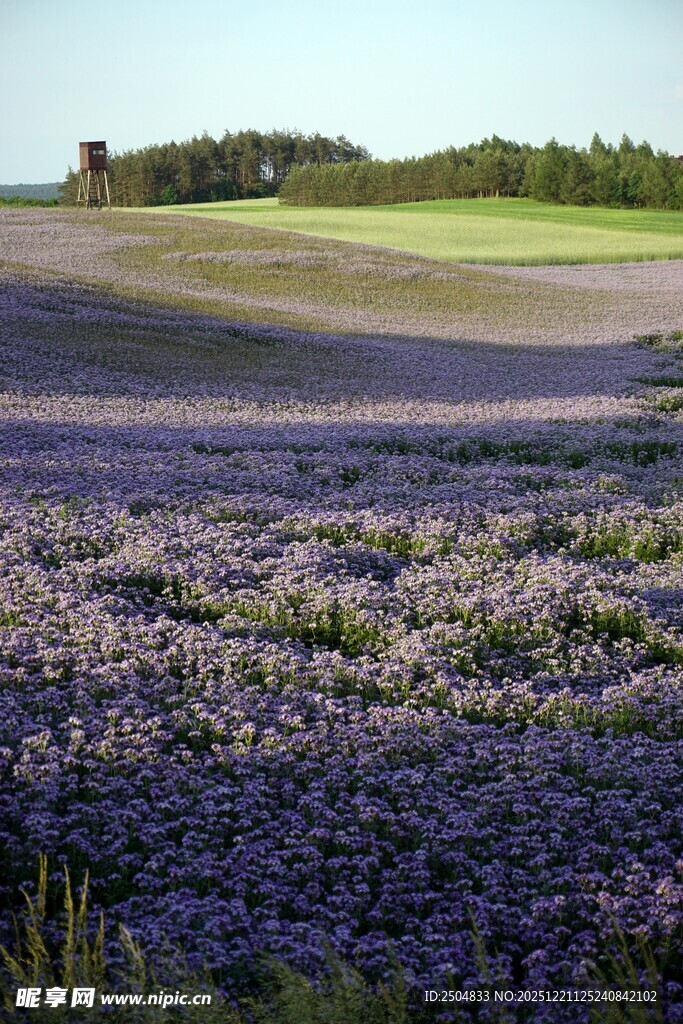紫色薰衣草花海浪漫景致