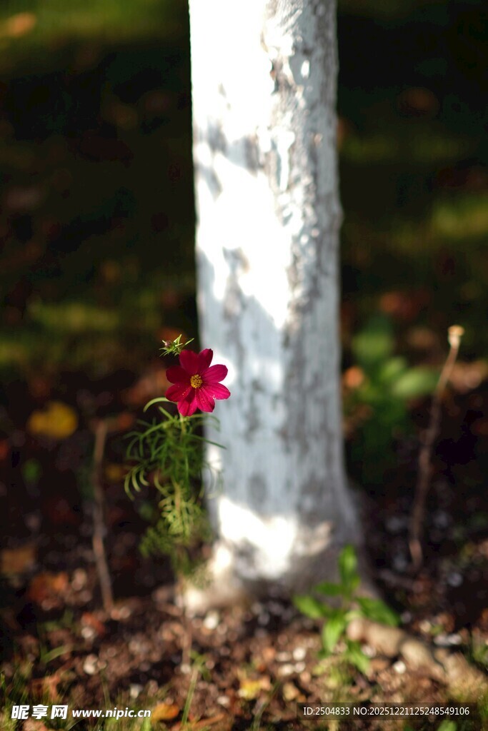 树下绽放的娇艳小红花
