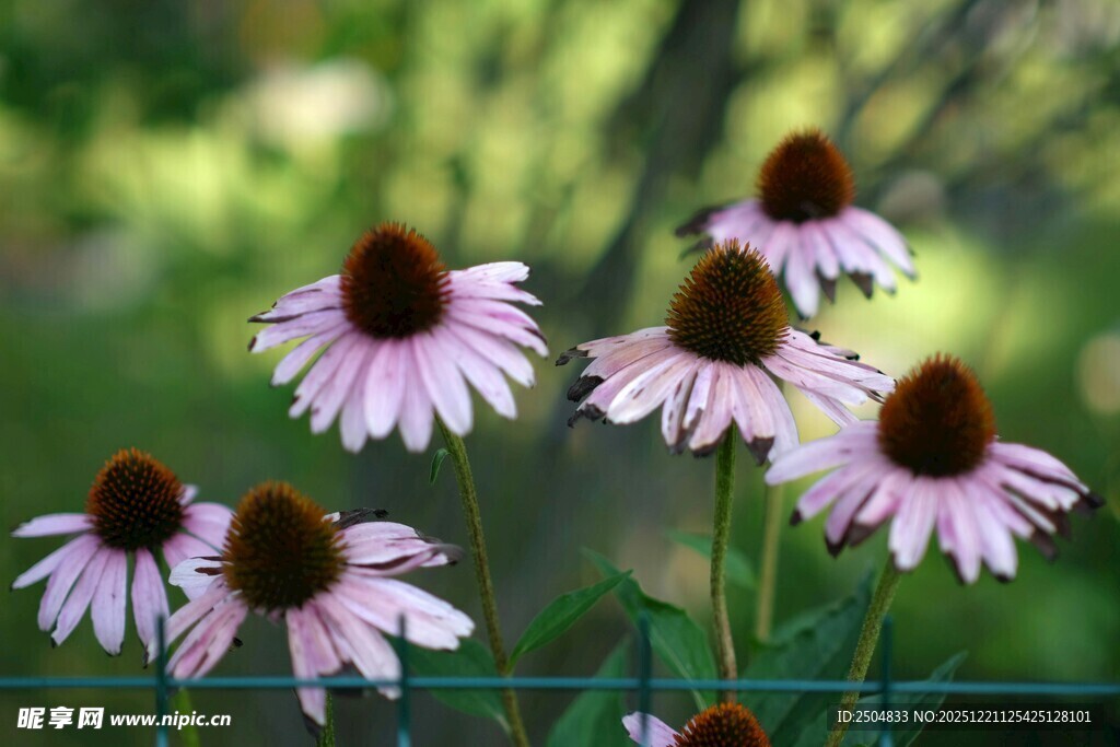 紫锥菊绽放的美丽瞬间