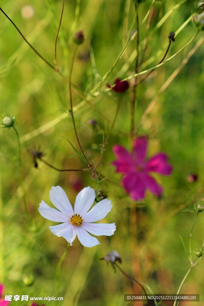 田野中的美丽格桑花