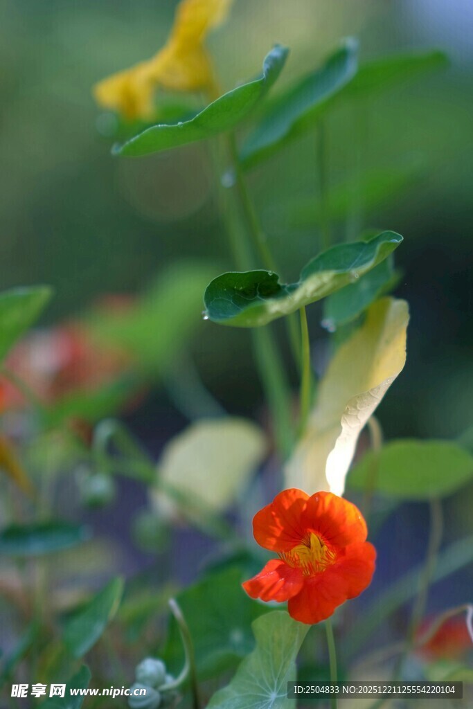 鲜艳多彩的花园花卉