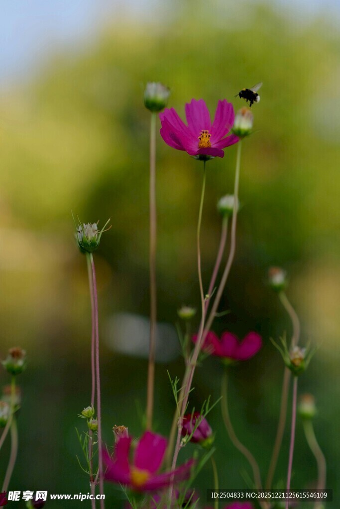 娇艳野花绽放于自然间