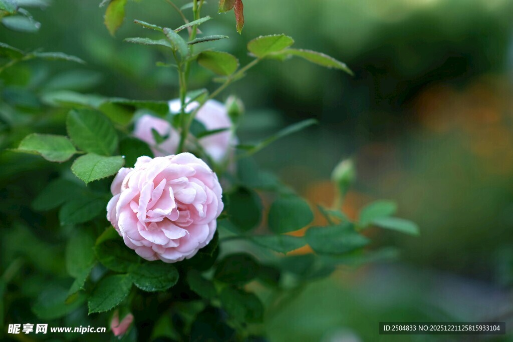 粉色蔷薇花绽放于绿叶间