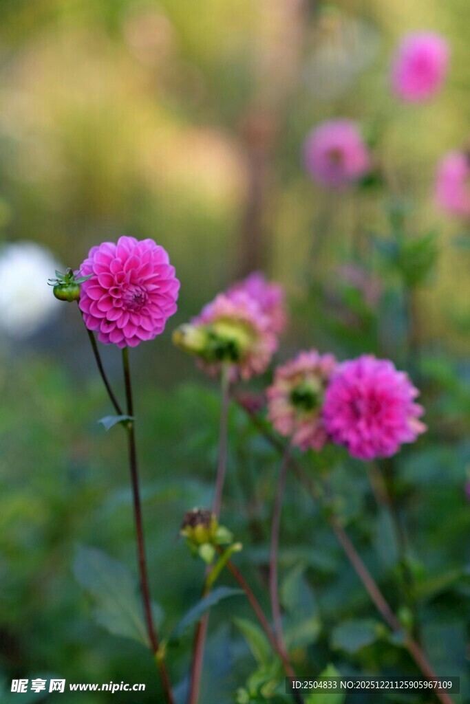 娇艳粉色大丽花绽放