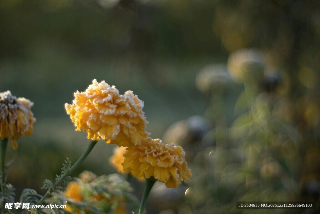 金黄花朵绽放于自然间