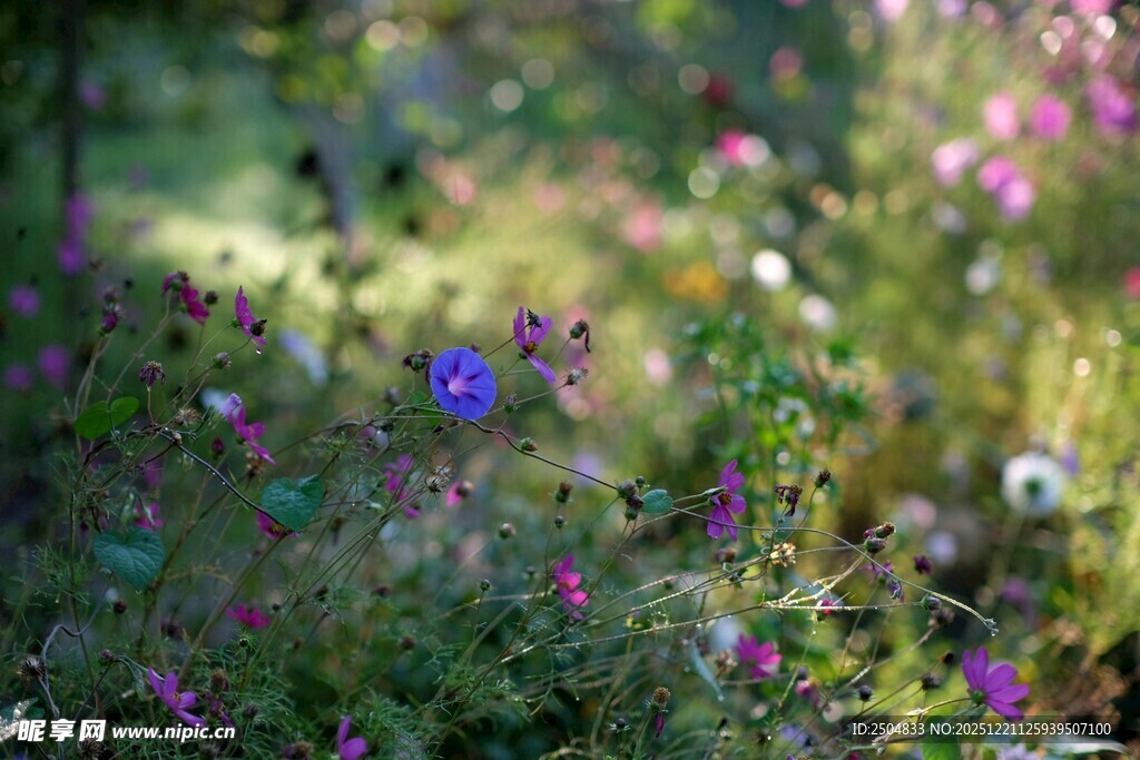 野花烂漫的自然景致