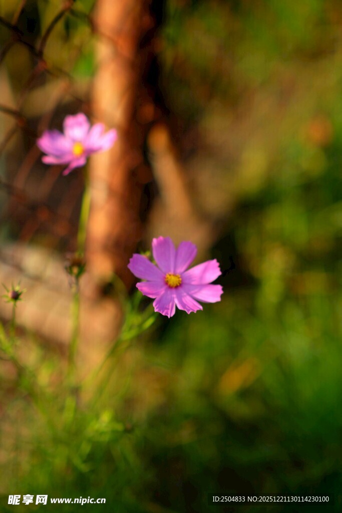 两朵娇艳绽放的紫色小花