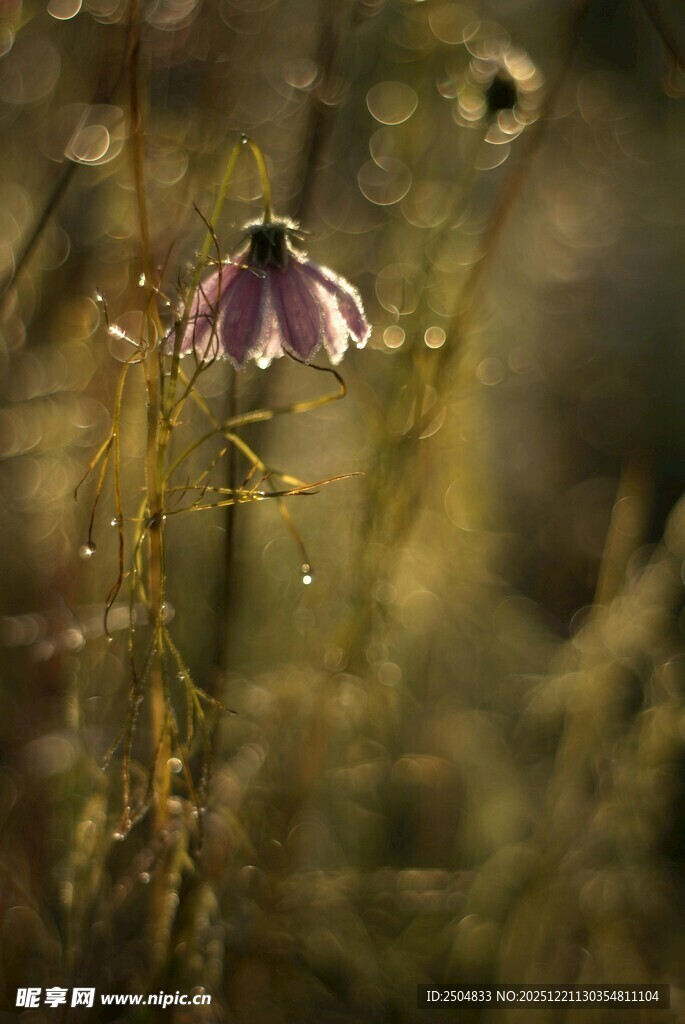 阳光下的紫色小花