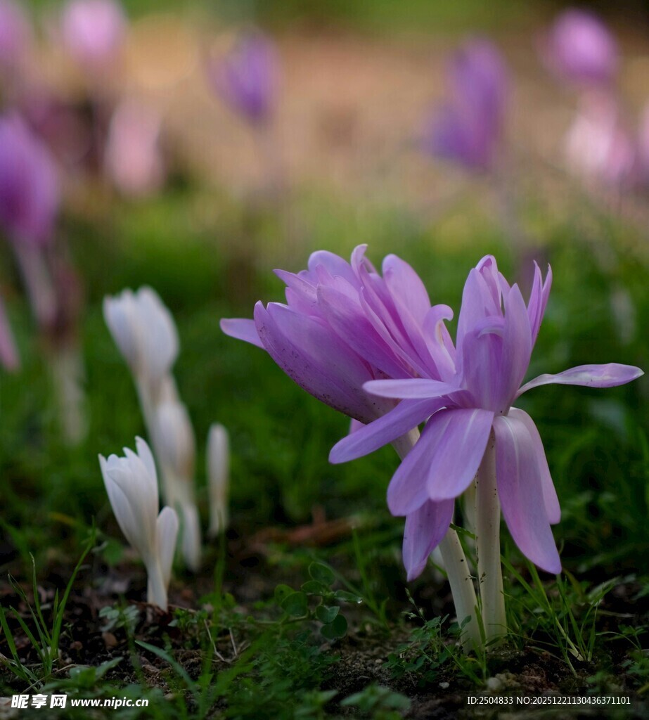 紫色白花绽放于绿意间