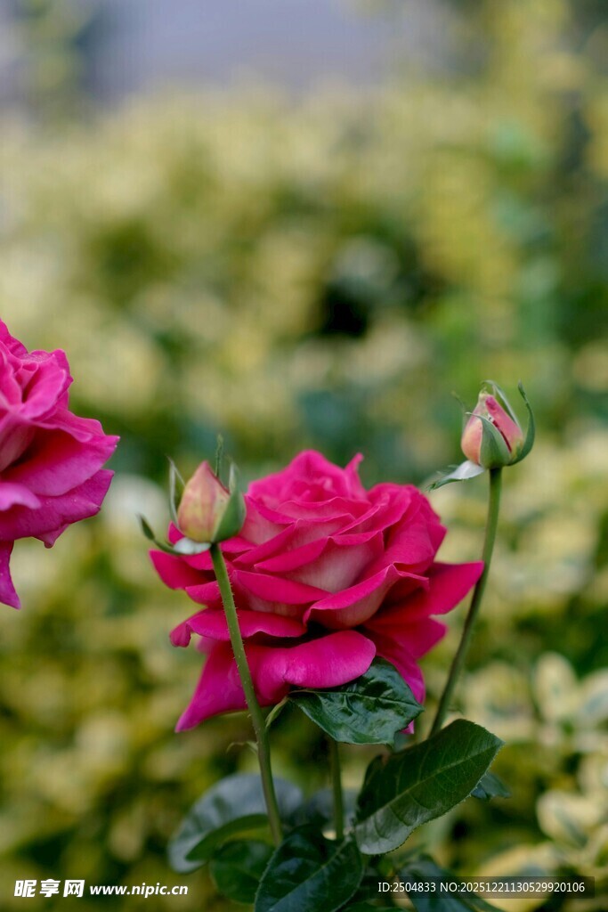 娇艳绽放的两朵红玫瑰