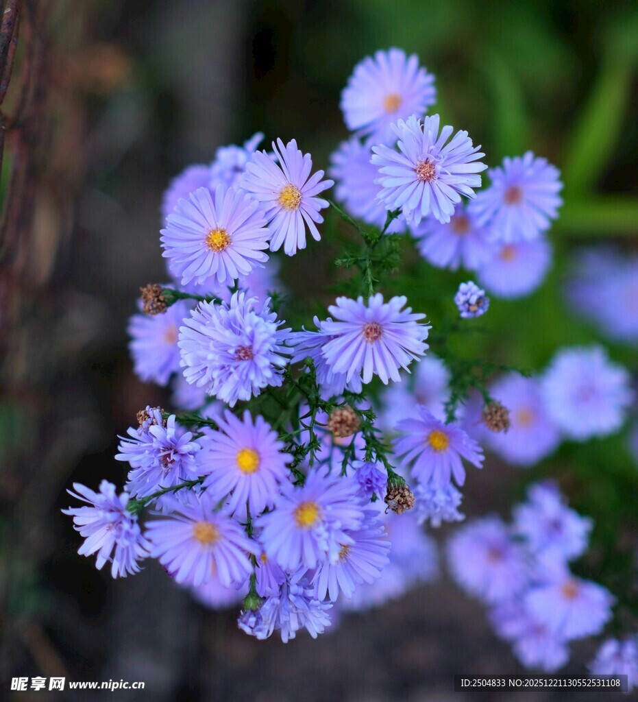 紫色雏菊绽放的美丽瞬间