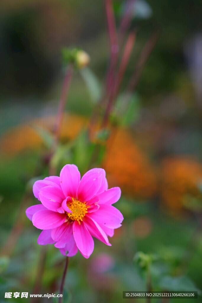 娇艳粉色大丽花特写