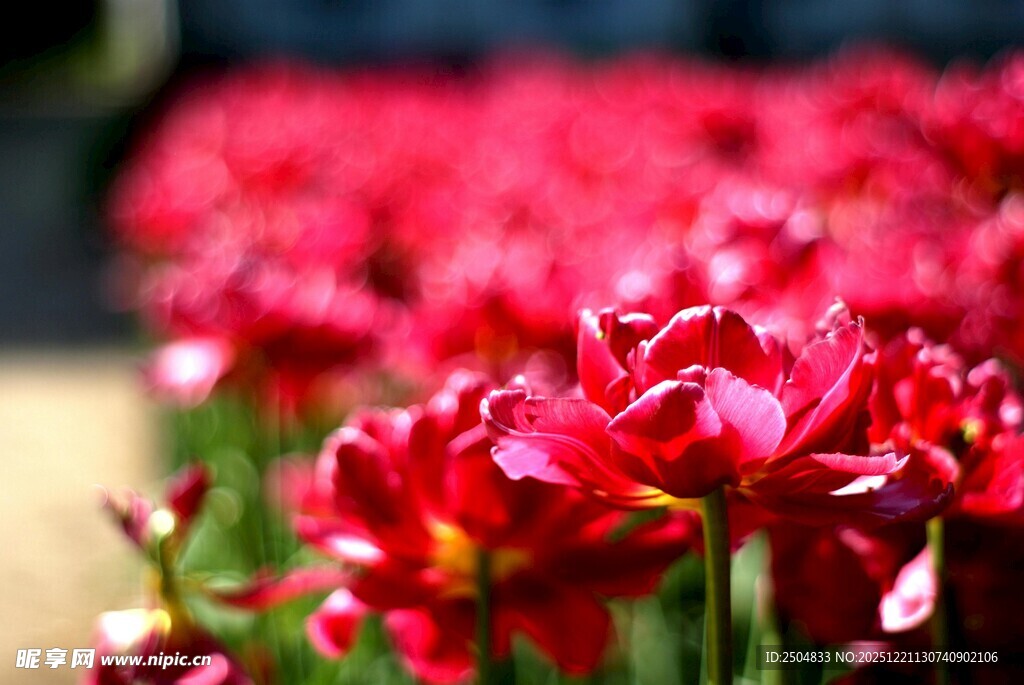 艳丽绽放的红色花朵
