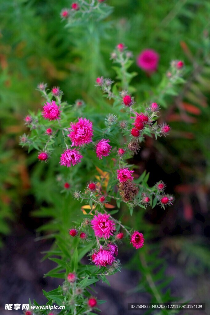 娇艳粉色小花绽放绿意间