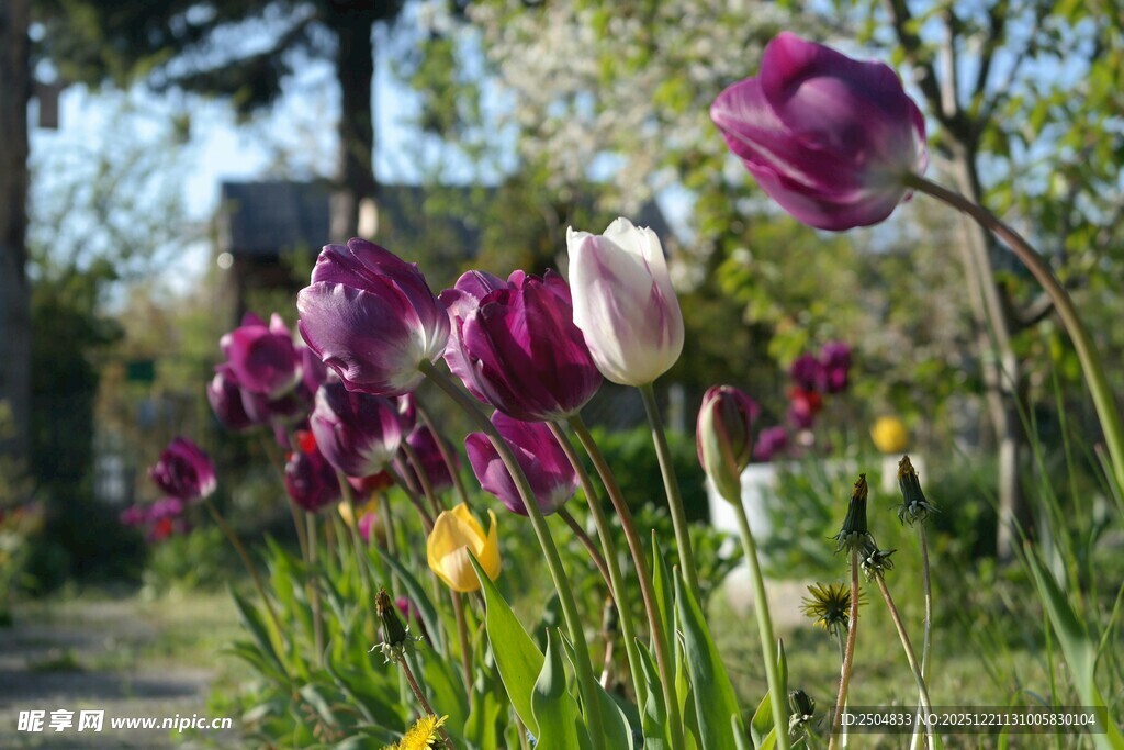 花园中绽放的多彩郁金香