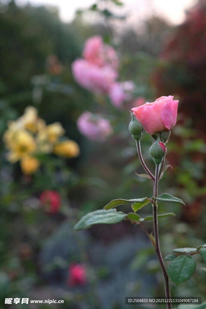 娇艳玫瑰绽放于花园