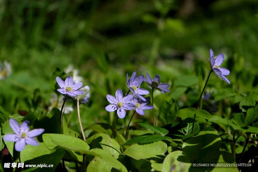 紫色小花绽放于绿意间