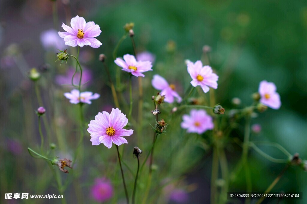 粉色小花绽放于绿意间