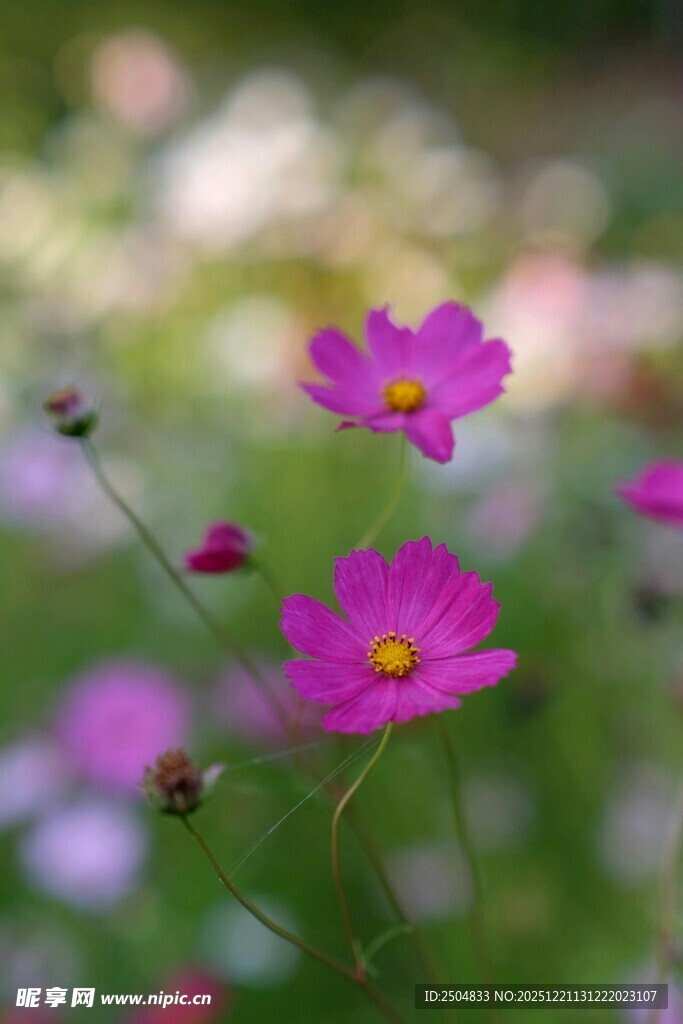 娇艳波斯菊绽放于绿野