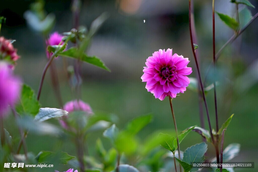 娇艳粉花绽放于绿意间