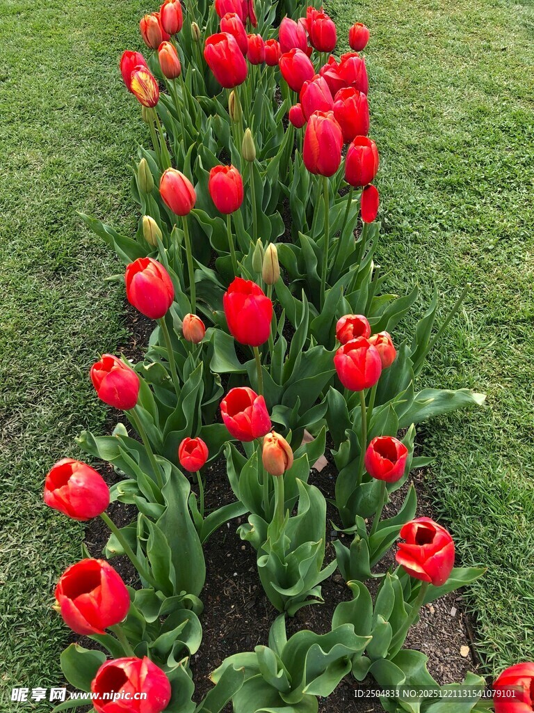 鲜艳红郁金香绽放草地