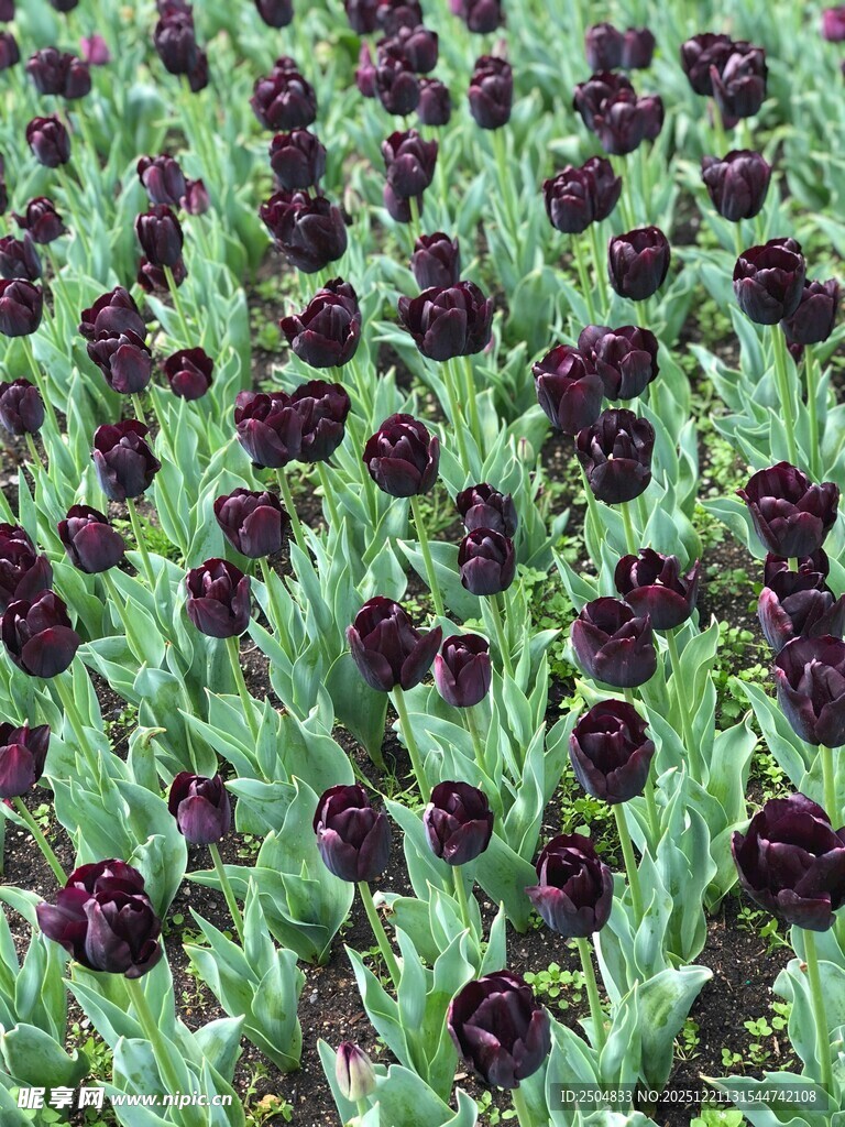 紫黑色郁金香花海
