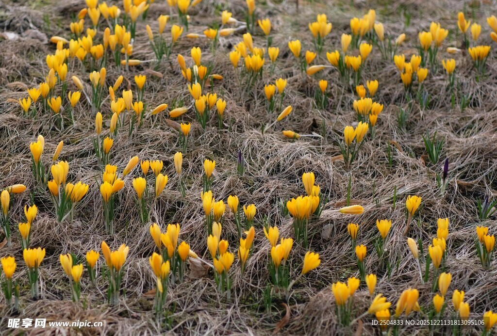 黄色番红花铺满地面