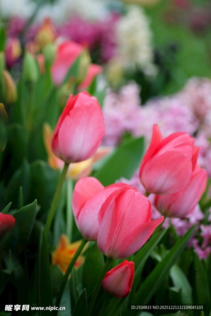 娇艳郁金香绽放于花丛中