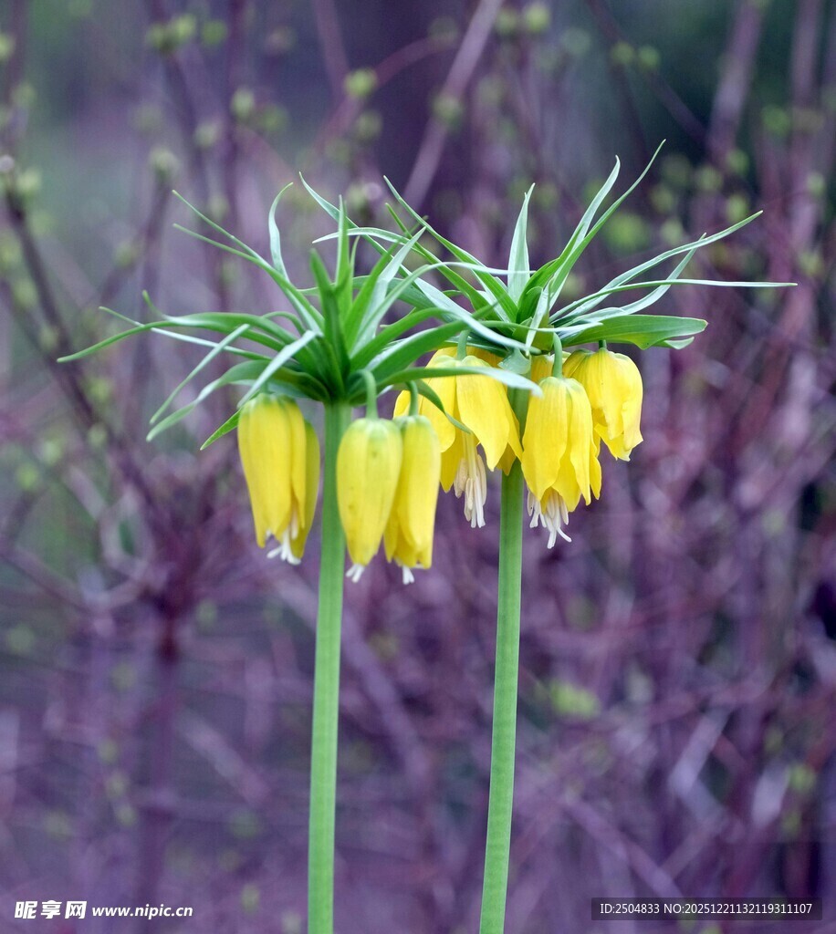 两株黄色贝母花绽放