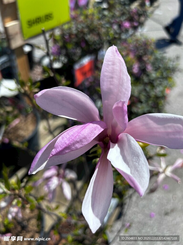 娇艳紫花绽放街头