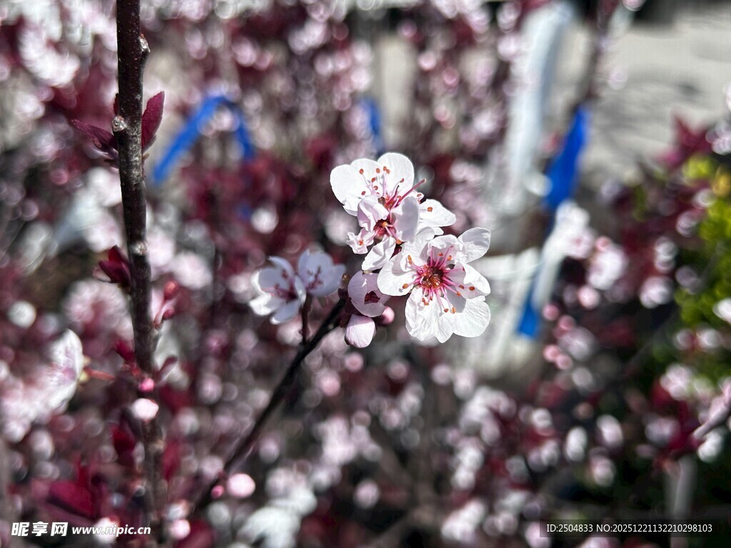 枝头绽放的娇艳粉色花朵