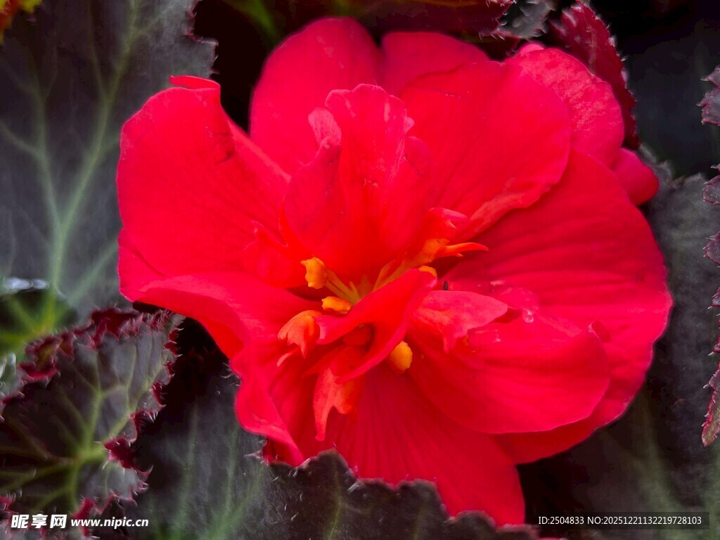 娇艳红色秋海棠花