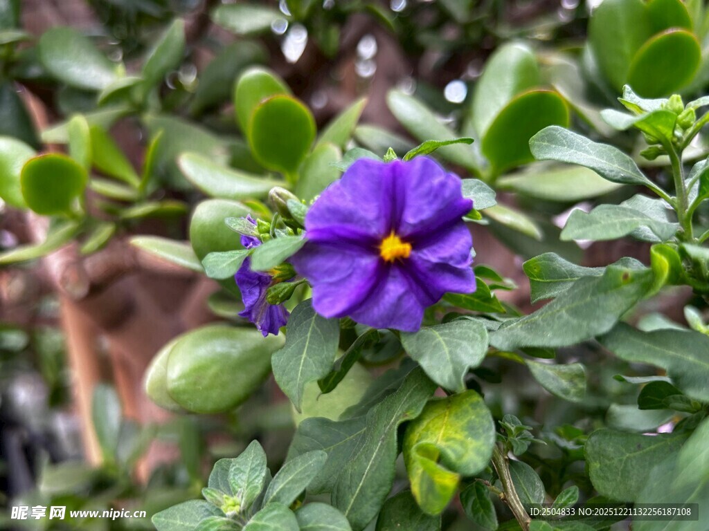 紫色小花绽放绿叶间